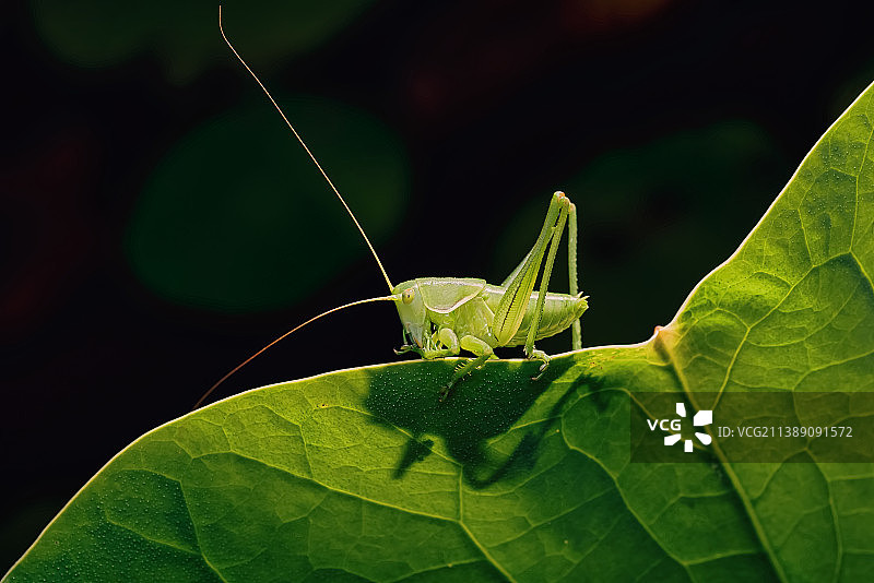 幼年的蝈蝈图片素材