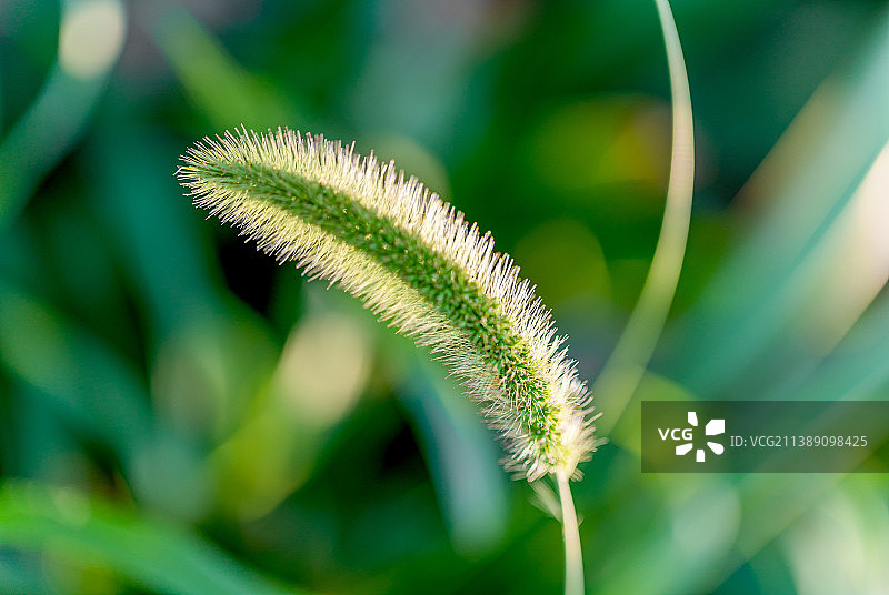 狗尾巴草图片素材