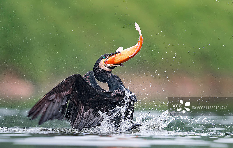 耀武扬威图片素材