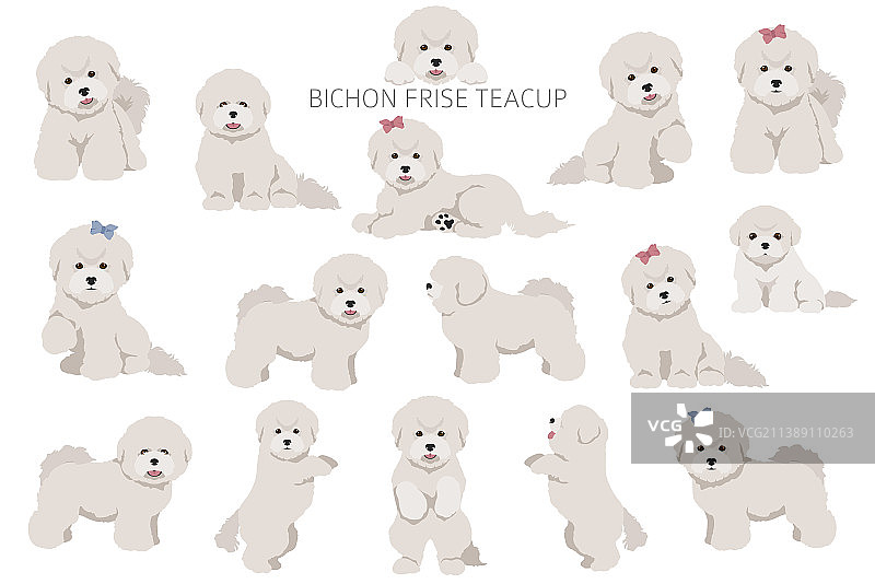 茶杯比熊犬剪贴画，不同毛色图片素材