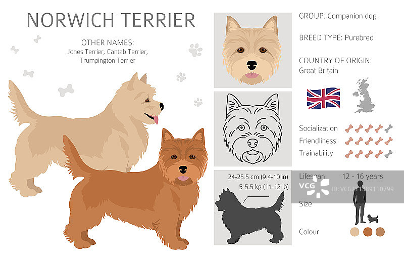 诺威奇梗犬剪贴画不同姿势图片素材