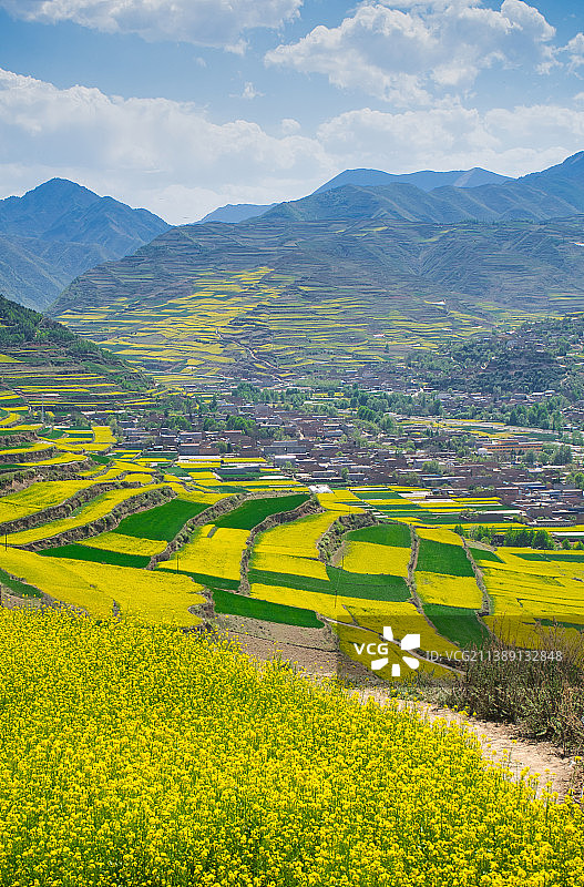甘肃天水武山县油菜花图片素材