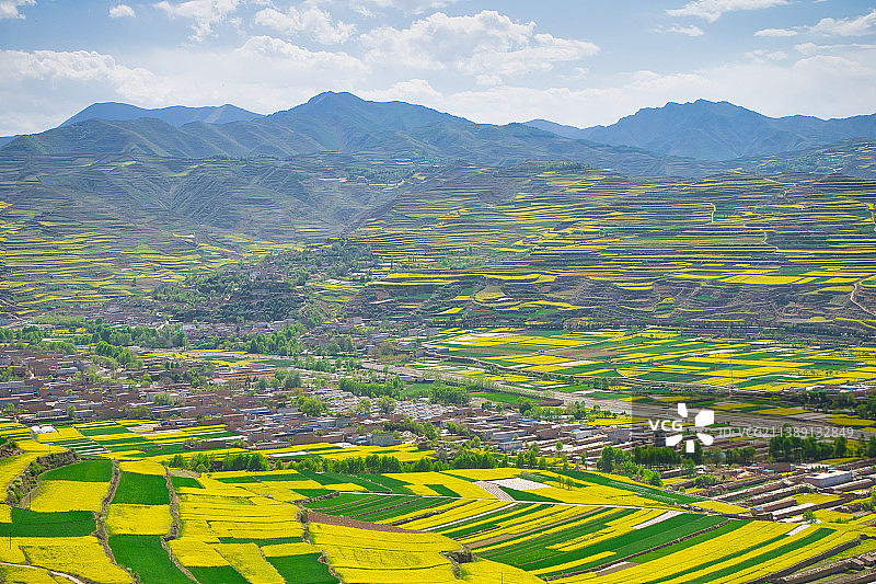 甘肃天水武山县油菜花图片素材
