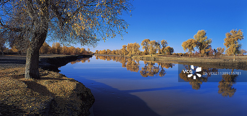 塔里木河胡杨秋色.jpg图片素材