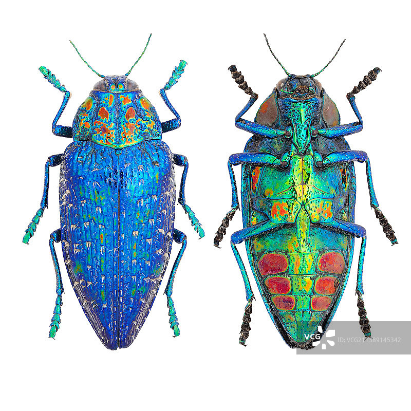 美丽的吉丁虫标本Polybothris sumptuosa Klug, 1833图片素材