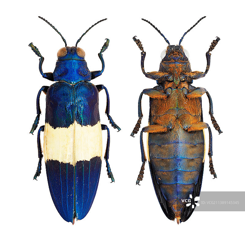 美丽的吉丁虫标本Chrysochroa castelnaudii Deyrolle, 1862图片素材