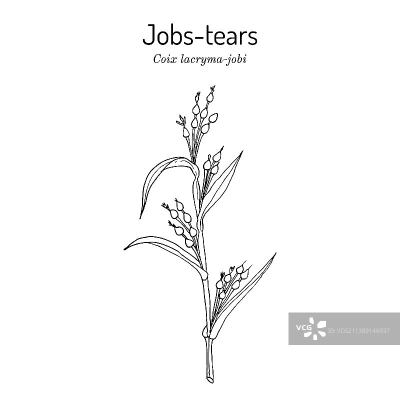 薏苡仁图片素材