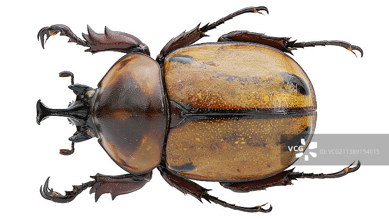 昆虫标本：Brachysiderus quadrimaculatus 四星角雏兜图片素材