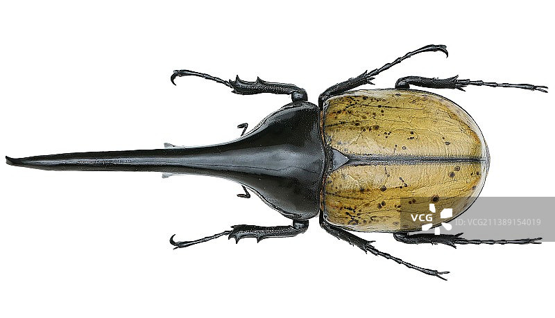 昆虫标本：Dynastes hercules hercules 长戟大兜虫图片素材