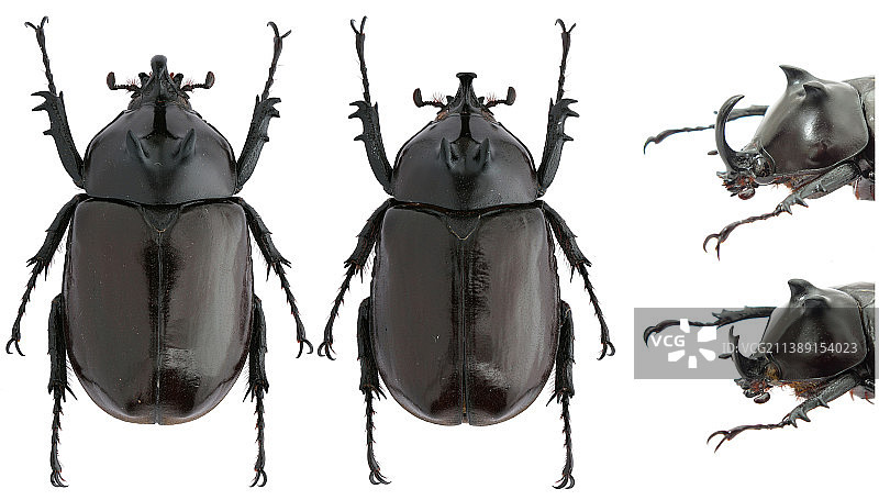 昆虫标本：Eupatorus endoi Nagai, 1999扁叉尤犀金龟图片素材