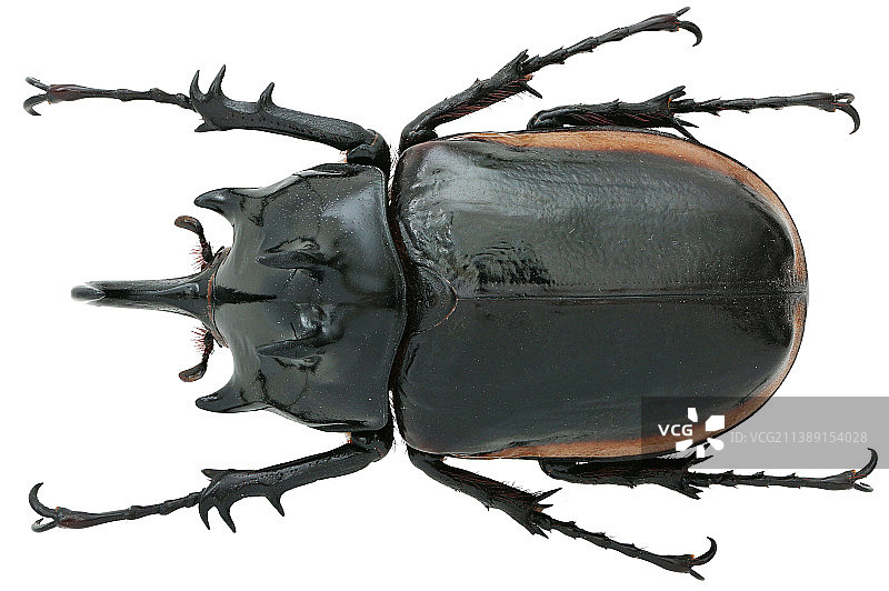 昆虫标本：Eupatorus gracilicornis 粗尤犀金龟 金边五角大兜虫图片素材