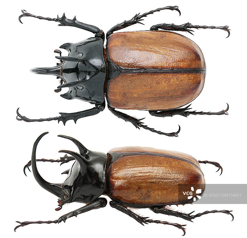 昆虫标本：Eupatorus sukkiti 素吉尤犀金龟图片素材