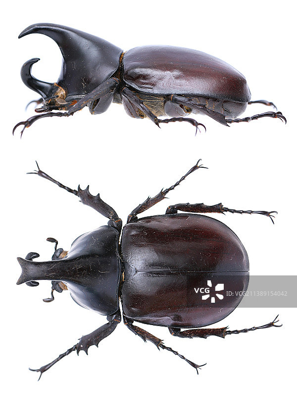昆虫标本：Xylotrupes Gideon 橡胶木犀金龟 姬兜图片素材