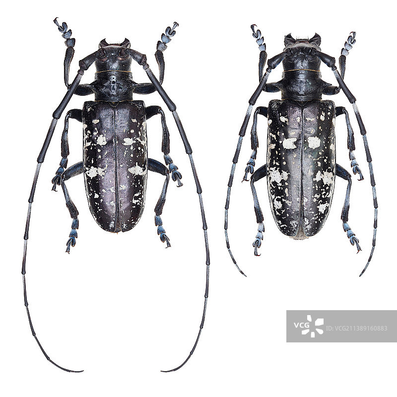 昆虫标本：Anoplophora glabripennis 中华星天牛图片素材