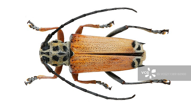 昆虫标本：Glenea cantor (Fabricius, 1787) 眉斑并脊天牛图片素材