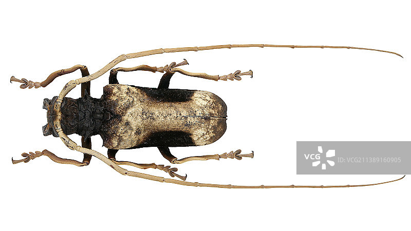 昆虫标本：Petrognatha gigas (Fabricius, 1792) 巨拟藤天牛图片素材