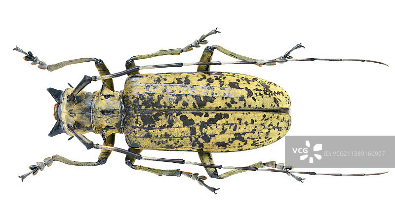昆虫标本：Pseudomeges marmoratus 硕斑巨天牛（伪米天牛）图片素材