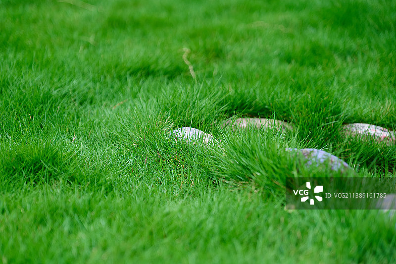 绿色草坪图片素材