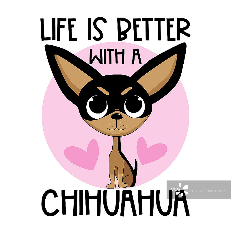 有了吉娃娃，生活更美好 - 可爱的小狗图片素材