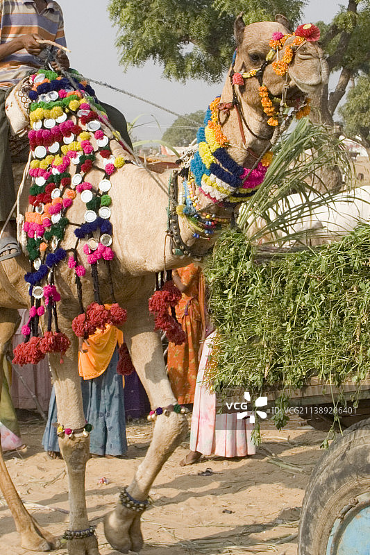 为普什卡骆驼节装饰的骆驼图片素材