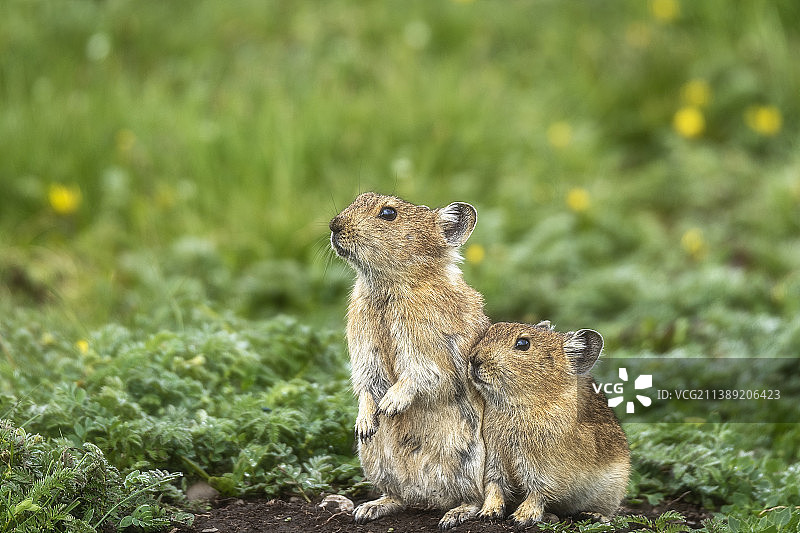 草原鼠图片素材