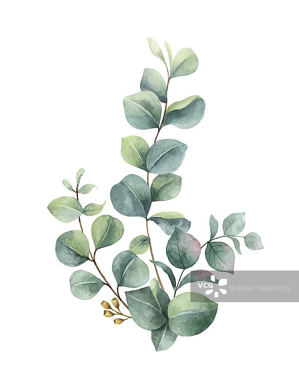 手绘水彩绿色桉树花束图片素材