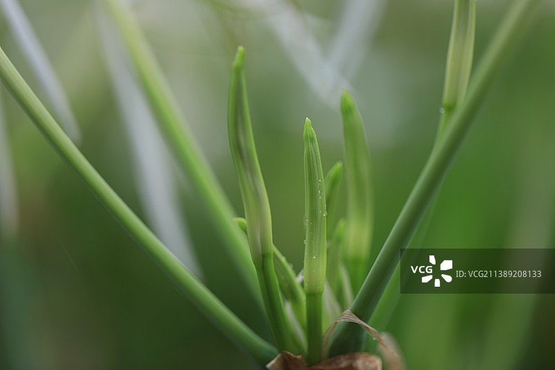 蜘蛛兰图片素材