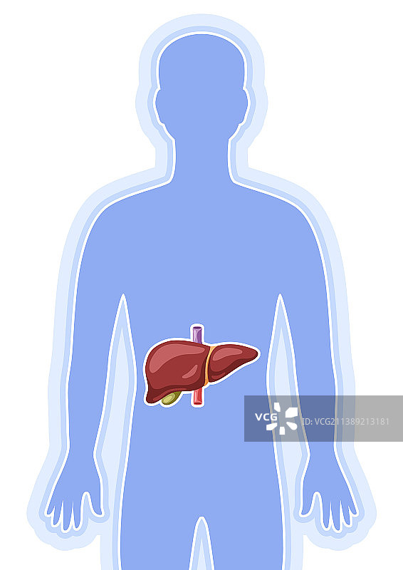 肝脏内部器官人体图片素材