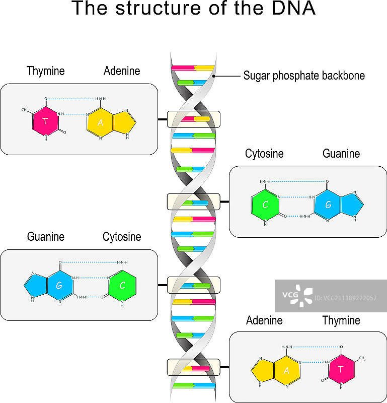 DNA结构碱基配对和核苷酸图片素材