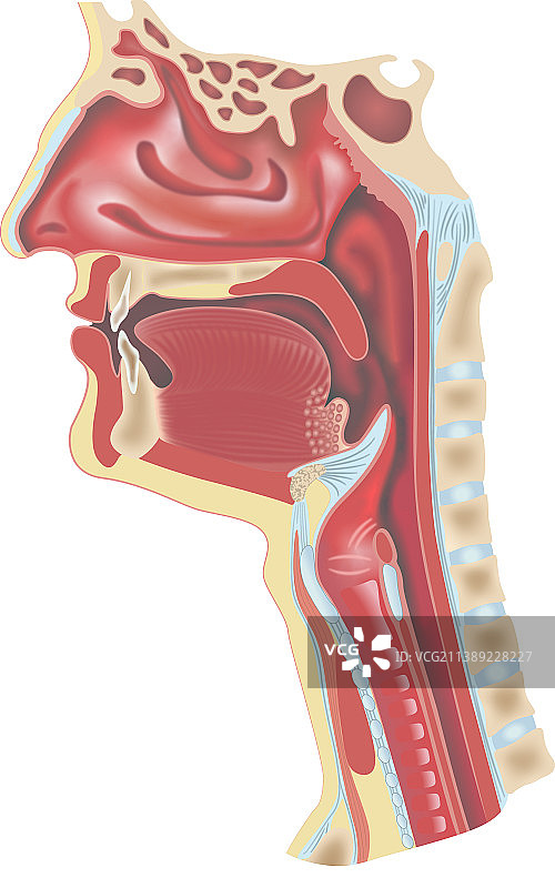咽和喉图片素材
