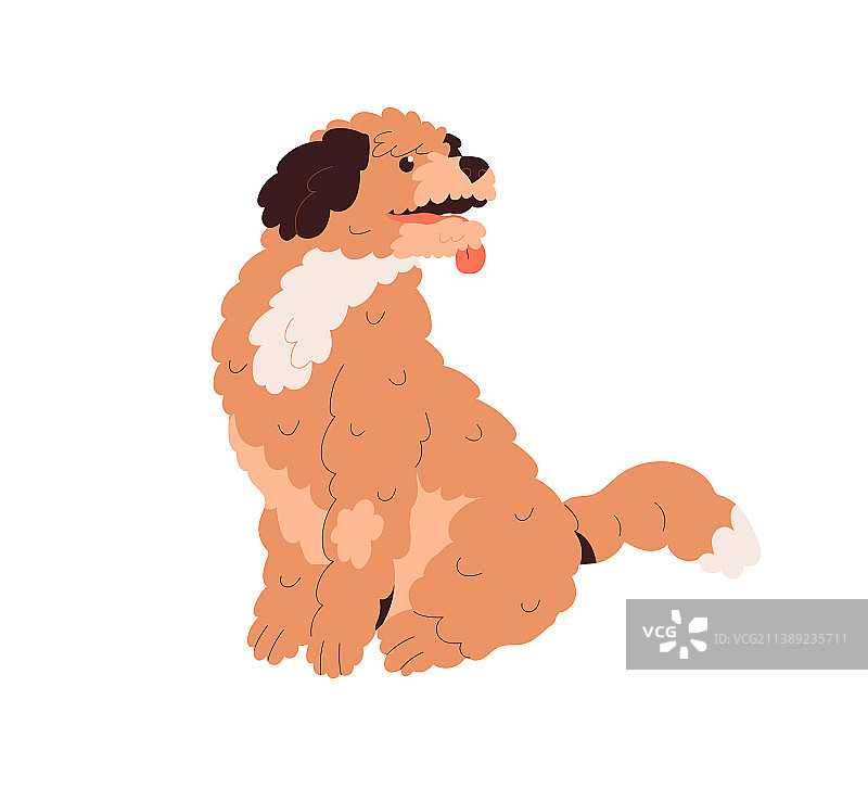 可爱的金色卷毛犬宝宝图片素材