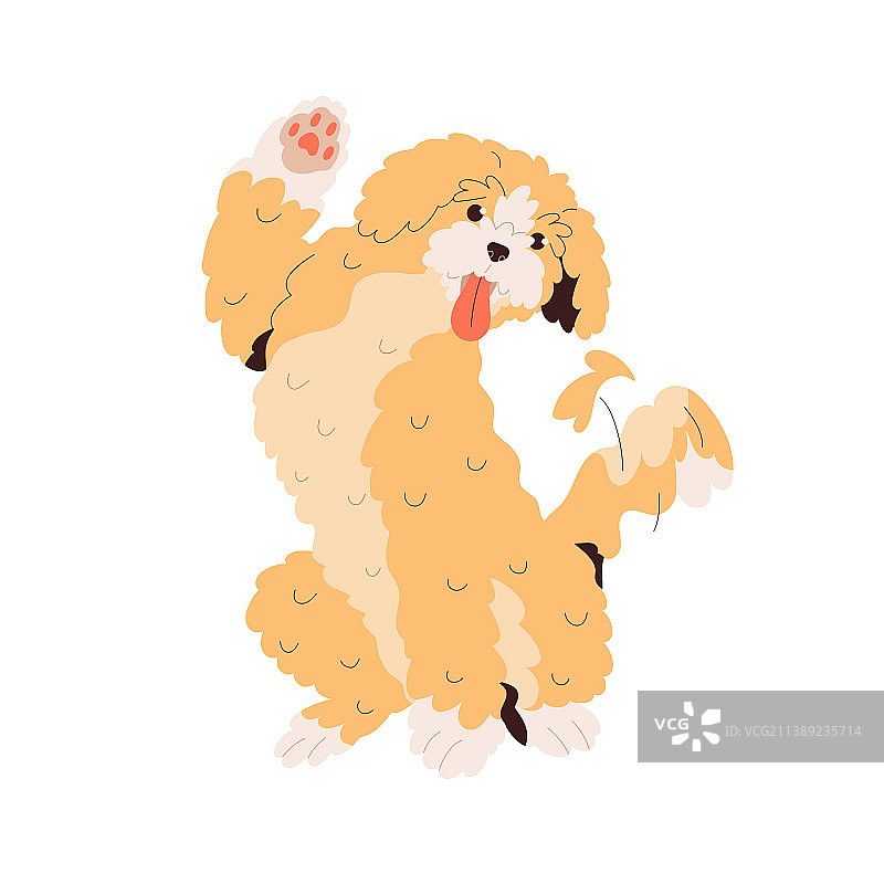 可爱的金毛犬打招呼挥爪图片素材