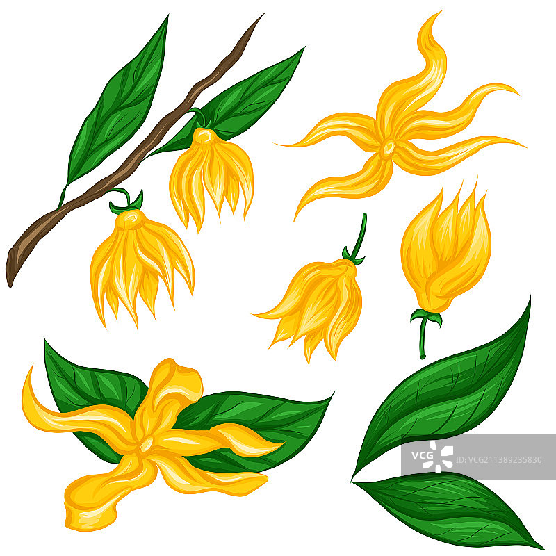 扁平风格热带依兰花图片素材