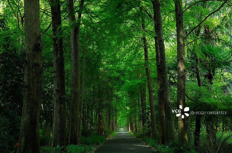 绿野仙踪图片素材