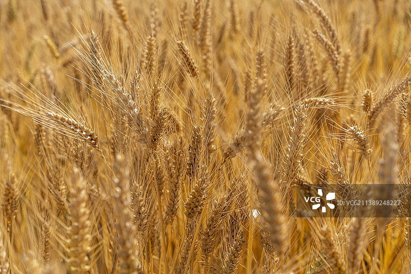 青藏高原的青稞麦田图片素材