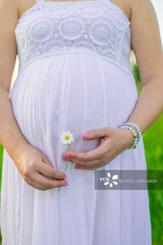 手持洋甘菊的孕妇图片素材