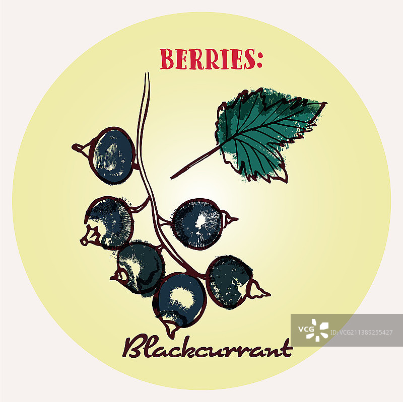 手绘黑醋栗线条艺术和色彩图片素材