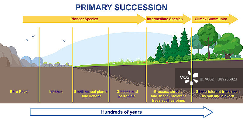 原生演替和生态生长过程图片素材