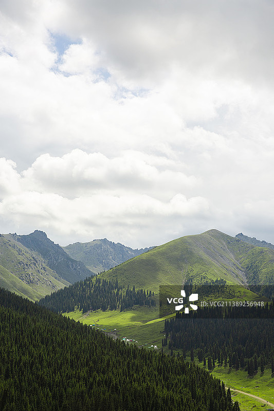 新疆乌鲁木齐南山菊花台夏季森林风光图片素材
