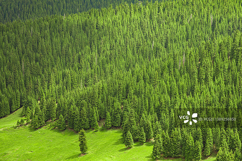 新疆乌鲁木齐南山菊花台夏季森林风光图片素材