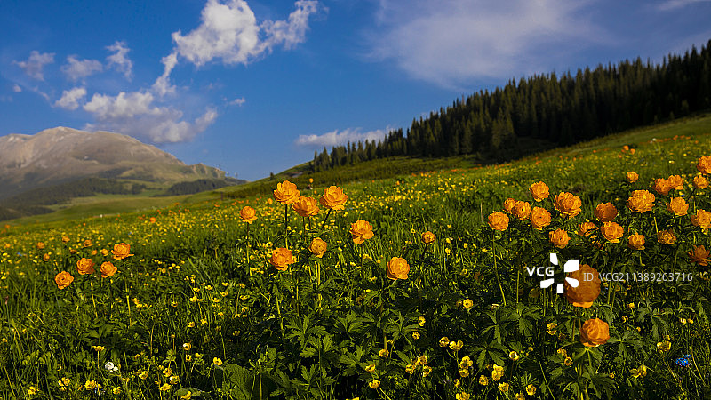 塞里木湖边上的小黄花图片素材
