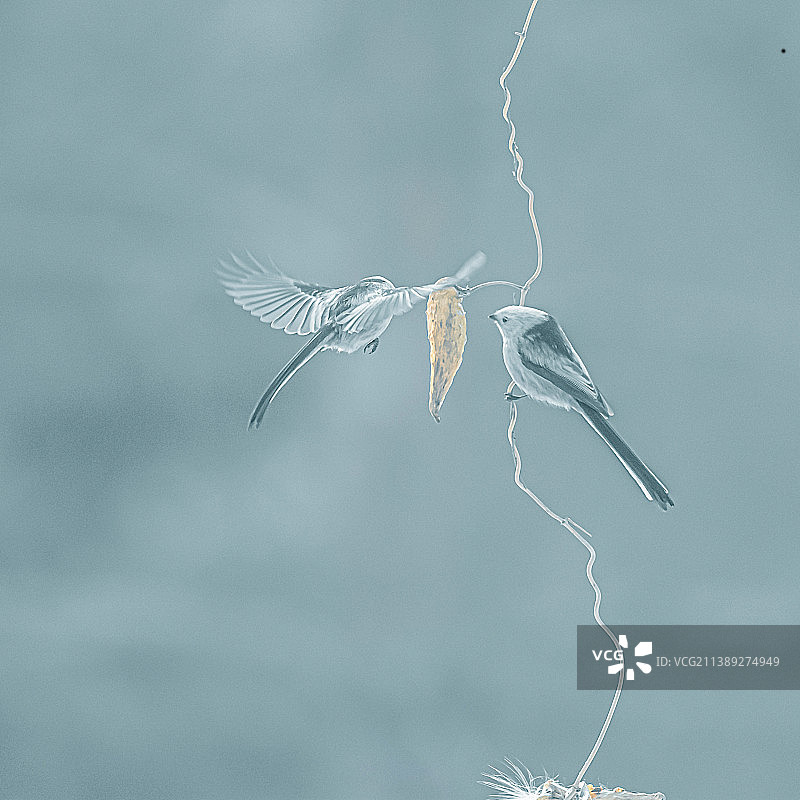 两只小鸟图片素材