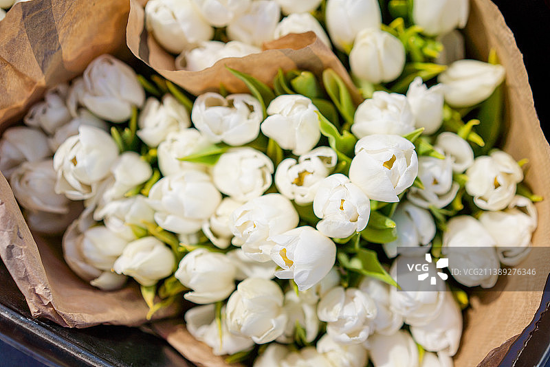 未开放的白色郁金香花朵图片素材