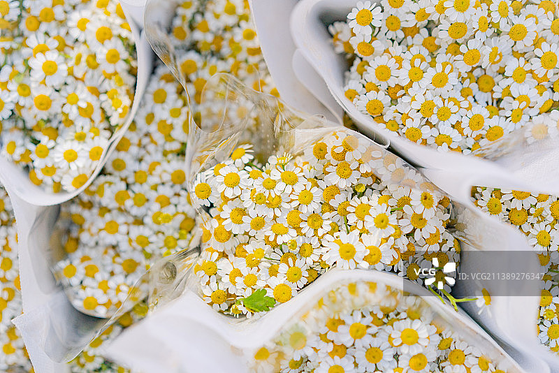 小雏菊 白色的花图片素材