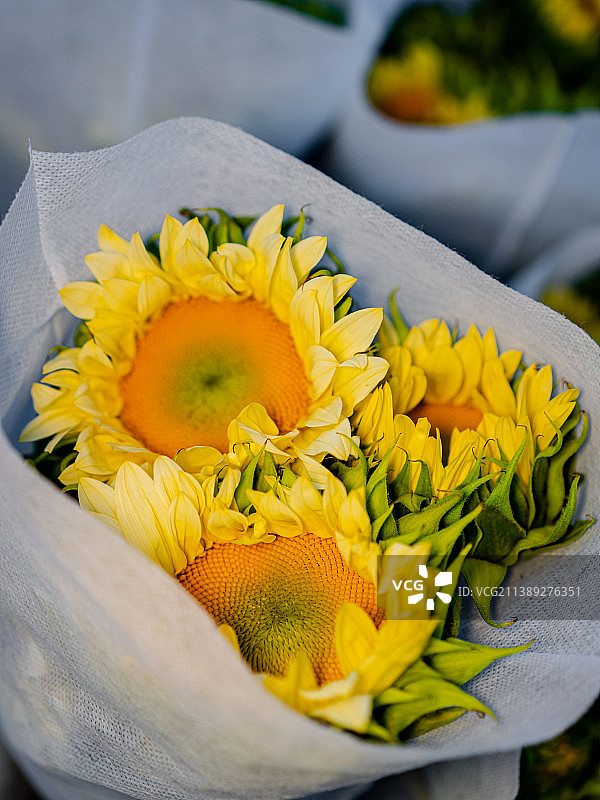 奶油向日葵 浅黄色向日葵图片素材