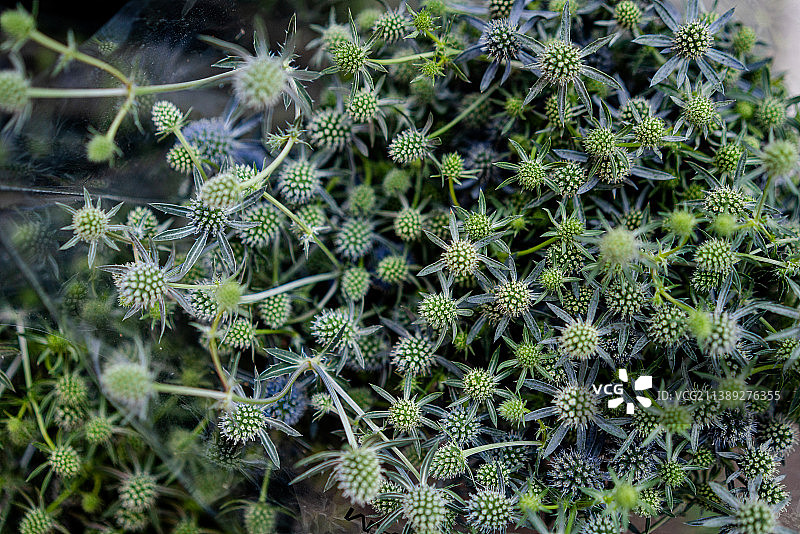 刺芹 扁叶刺芹 特写镜头图片素材