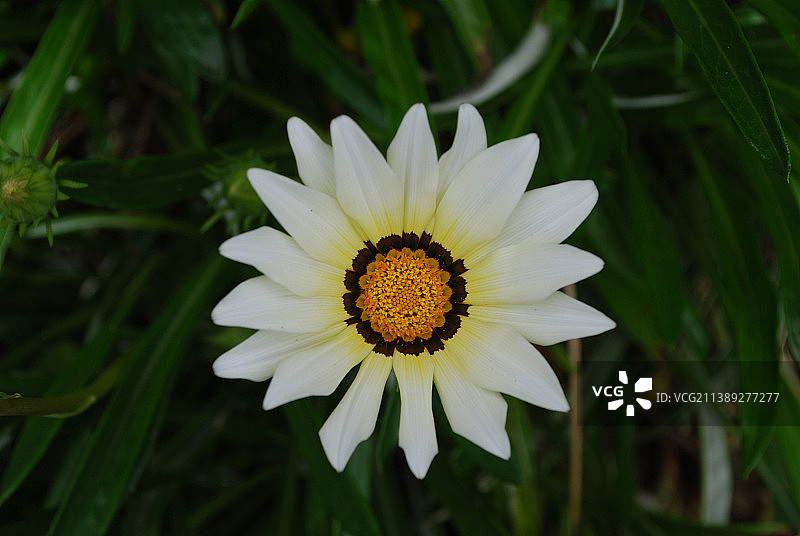 白黄勋章菊花朵图片素材