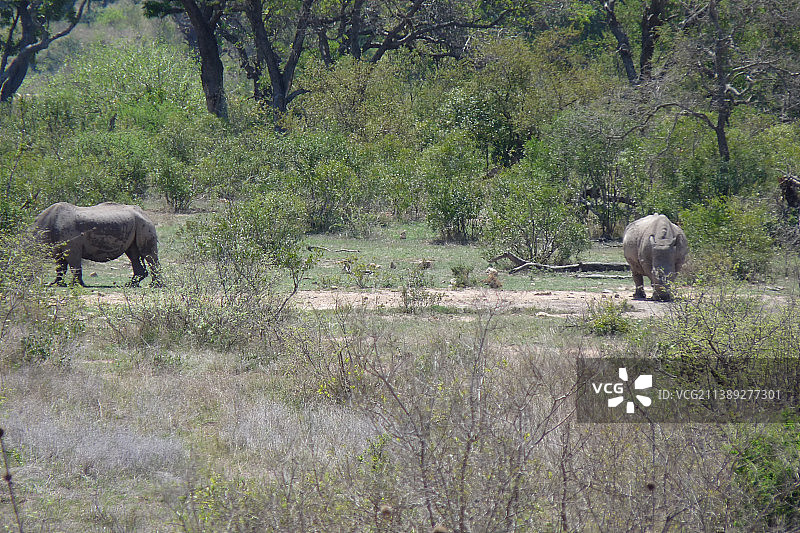 南非克鲁格国家公园的野牛侧视图图片素材
