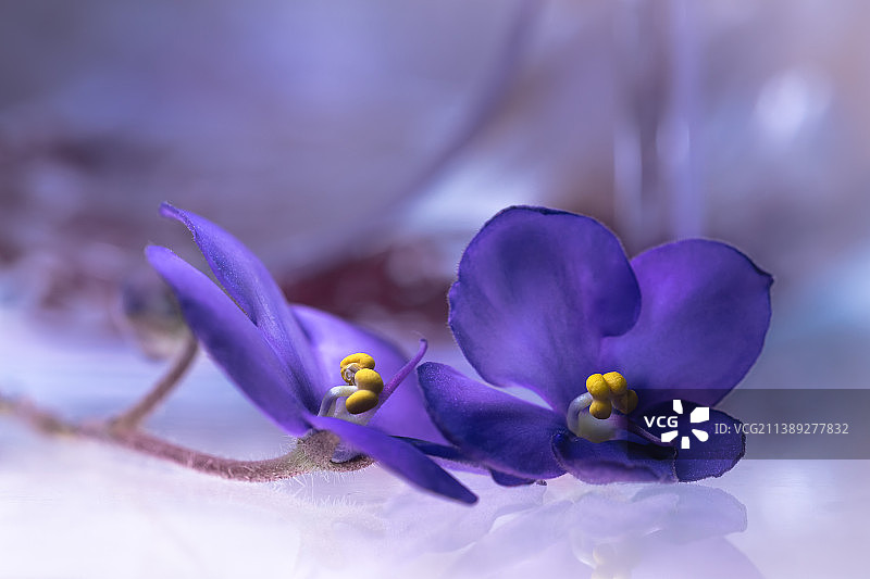 波兰拉多姆紫色番红花特写图片素材