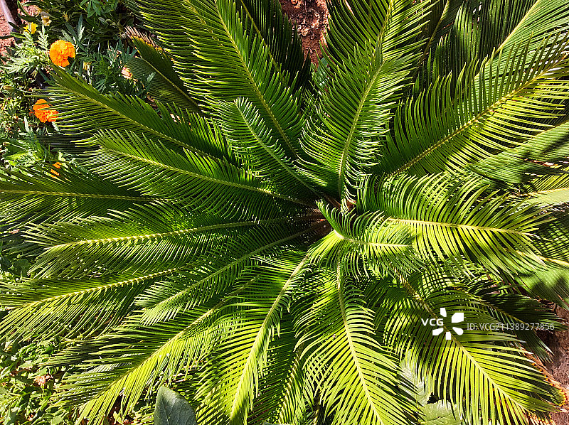 西班牙莱里达街棕榈树特写图片素材